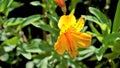 Beautiful flowers of Alstroemeria aurea also known as Peruvian lily or golden lily Royalty Free Stock Photo