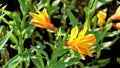 Beautiful flowers of Alstroemeria aurea also known as Peruvian lily or golden lily Royalty Free Stock Photo