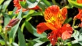 Beautiful flowers of Alstroemeria aurea also known as Peruvian lily or golden lily Royalty Free Stock Photo