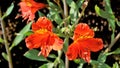 Beautiful flowers of Alstroemeria aurea also known as Peruvian lily or golden lily Royalty Free Stock Photo