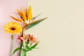 Beautiful flowers (Alstroemeria, Gerbera and Strelitzia reginae) on a pink pastel background Royalty Free Stock Photo