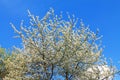 Beautiful flowers of apple flaunt against the blue sky Royalty Free Stock Photo