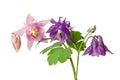 Beautiful flowers of aquilegia plant pink and lila colors isolated on white