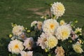 Beautiful flowers in Aru Valley, Pahalgam, Kashmir, India Royalty Free Stock Photo