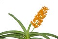 Beautiful flowers of ascocentrum miniatum orchid Royalty Free Stock Photo