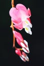 Beautiful flowers of asian bleeding heart in bloom. Close up of Royalty Free Stock Photo