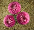 Beautiful flowers aster on dry grass background.