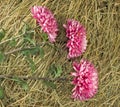 Beautiful flowers aster on dry grass background.