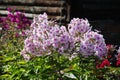 Beautiful flowers in the autumn garden. five-petal pink white flowers of Phlox. Royalty Free Stock Photo