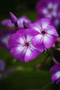 Beautiful flowers in the autumn garden. five-petal white purple flowers of Phlox. Royalty Free Stock Photo