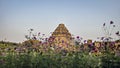 Beautiful flowers in the back side of the famous Sun temple in Konark, India Royalty Free Stock Photo