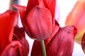 Beautiful flowers background. Closeup and amazing view of growing red tulips flower Royalty Free Stock Photo