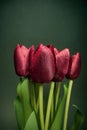 Beautiful  flowers on background.Closeup of tulip bouquet Royalty Free Stock Photo