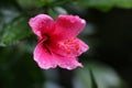 Beautiful flowers background, macro of beauty