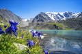 Beautiful flowers on the background of a mountain lake and snowy peaks in the high mountains of Altai. Wildlife of Siberia in