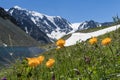 Beautiful flowers on the background of a mountain lake and snowy peaks in the high mountains of Altai. Wildlife of Siberia in Russ Royalty Free Stock Photo