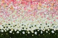 Beautiful flowers background for wedding Royalty Free Stock Photo