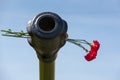 Beautiful flowers in the barrel of the tank. May 9th. Victory day in Russia. Peace in the world. Memorial day