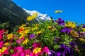 Beautiful flowers below the snowcapped mountain Royalty Free Stock Photo