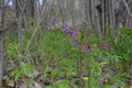Beautiful flowers of bitter pea vine Lathyrus vernus in spring forest
