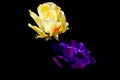 Beautiful flowers on a black background. An isolated photograph