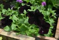 Beautiful flowers of black petunia in greenhouse.
