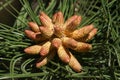 The flowers of a Black Pine, Pinus nigra, growing in the UK.