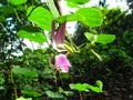 Beautiful flowers bloom on the edge of the plantation