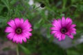 Beautiful Flowers Blooming In The Garden, Bodrum Turkey