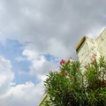 Beautiful flowers blooming in green leaves plant against blue sky background, nature photography, natural wallpaper Royalty Free Stock Photo