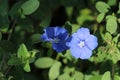 Beautiful flowers blooming in the light blue