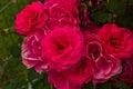 Red roses blooming in abundance .