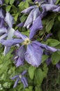 Beautiful flowers of blossoming violet clematis with droplets of rain. Big bush of clematis growing in garden. Royalty Free Stock Photo