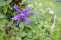 Flowers of blossoming violet clematis with droplets of rain. Big bush of clematis growing in garden. Clematis after rain Royalty Free Stock Photo