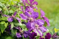 Beautiful flowers of blossoming violet clematis with droplets of rain Royalty Free Stock Photo