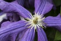 Beautiful flowers of blossoming violet clematis with droplets of rain. Big bush of clematis growing in garden. Royalty Free Stock Photo
