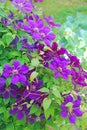 Beautiful flowers of blossoming violet clematis in garden Royalty Free Stock Photo
