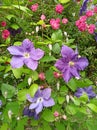 Beautiful flowers of blossoming violet clematis in garden. bold colors in nature Royalty Free Stock Photo