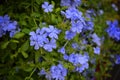 Ã Â¸ÂºBeautiful Flowers Blue