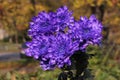 Beautiful flowers of blue chrysanthemums on a blurred autumn landscape. Bright lilac-blue chrisantemum flowers. Colorful floral Royalty Free Stock Photo