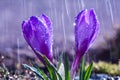 Beautiful flowers of blue crocuses on the background of rain drops tracks Royalty Free Stock Photo