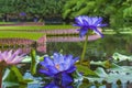 The beautiful flowers of the Blue Lotus water lily Nymphaea caerulea with the enormous leaves of the Giant water lily Victoria