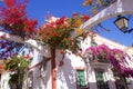 Gorgeous flowers of Puerto de Mogan, Gran Canaria, Canary islands Royalty Free Stock Photo