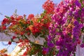 Gorgeous flowers of Puerto de Mogan, Gran Canaria, Canary islands Royalty Free Stock Photo