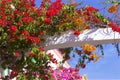 Gorgeous flowers of Puerto de Mogan, Gran Canaria, Canary islands Royalty Free Stock Photo