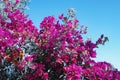 Beautiful flowers of Bougainvillea vine against blue sky. Copy space Royalty Free Stock Photo