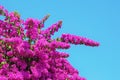 Beautiful flowers of Bougainvillea vine against blue sky. Copy space Royalty Free Stock Photo