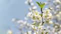 Beautiful flowers on a branch of an apple tree against the background of a blurred garden Royalty Free Stock Photo