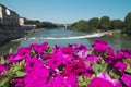 Beautiful flowers on the bridge over Po river in Turin Royalty Free Stock Photo