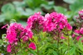 Beautiful flowers - pink phlox flowers in the garden.